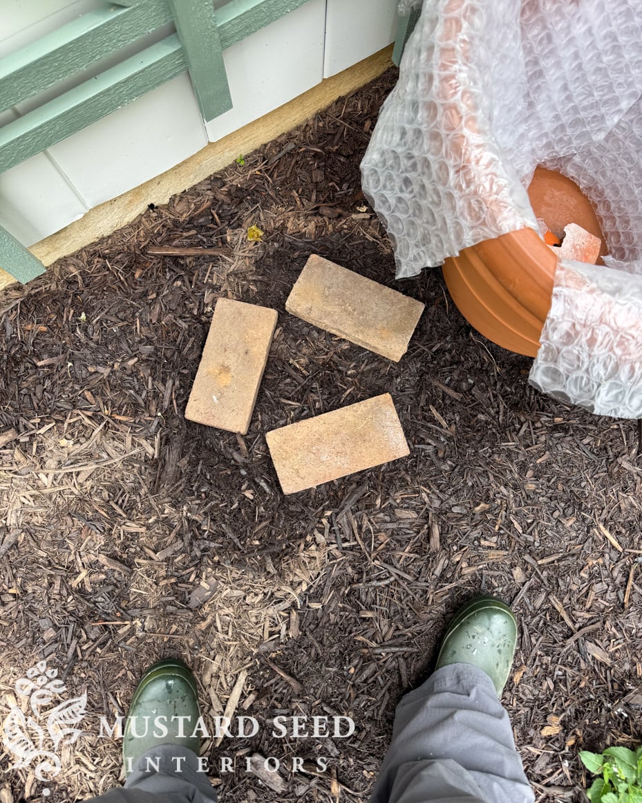 planting espalier trees in terra cotta pots | miss mustard seed