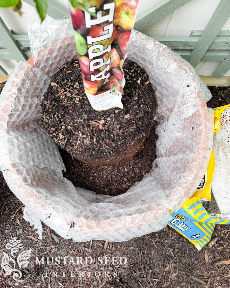 planting espalier trees in terra cotta pots | miss mustard seed