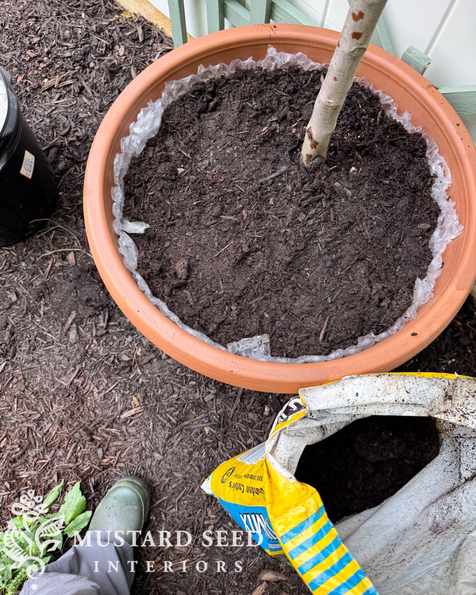 planting espalier trees in terra cotta pots | miss mustard seed