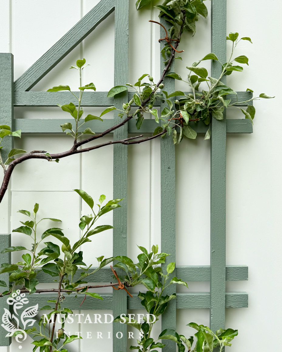 planting espalier trees in terra cotta pots | miss mustard seed