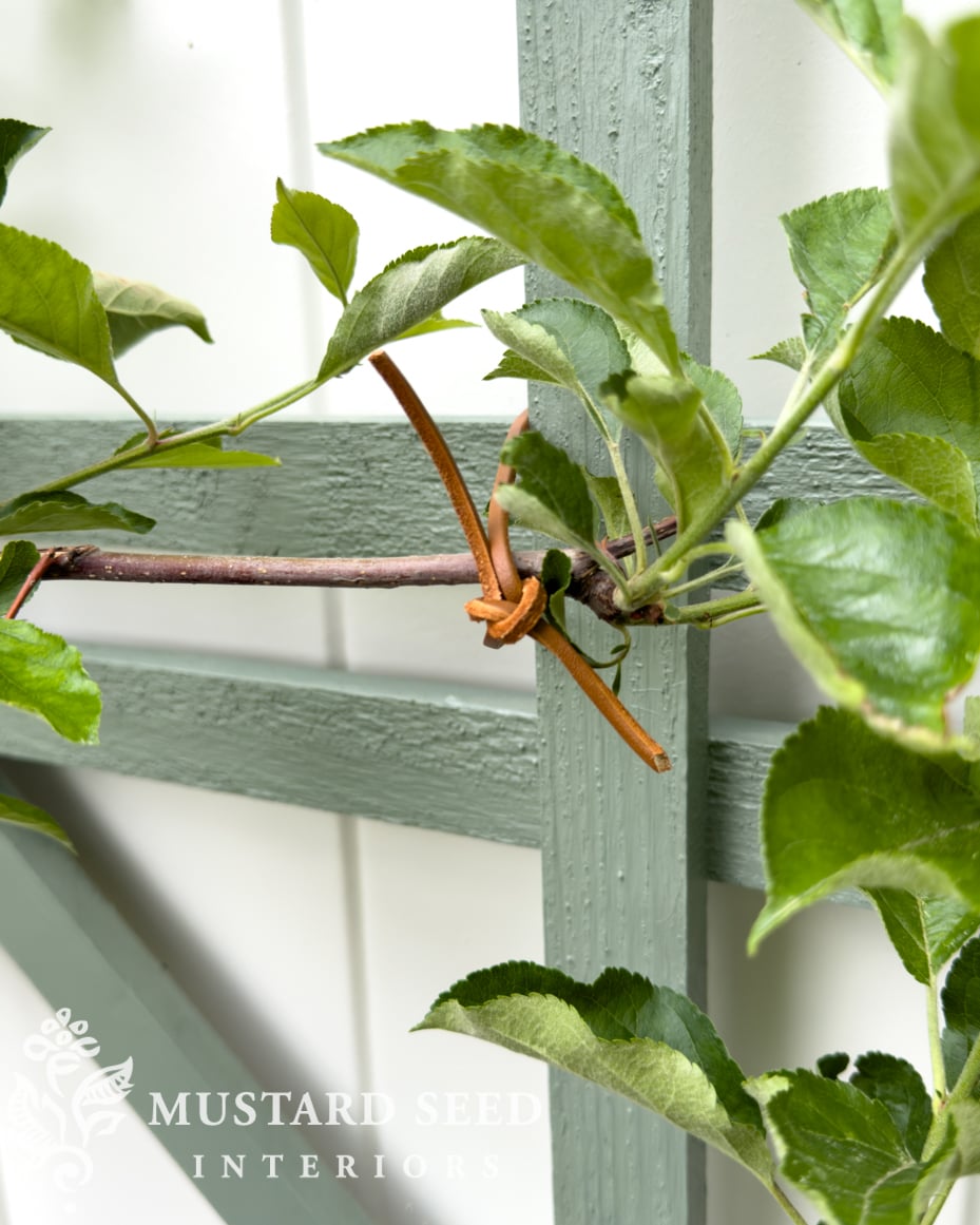 planting espalier trees in terra cotta pots | miss mustard seed
