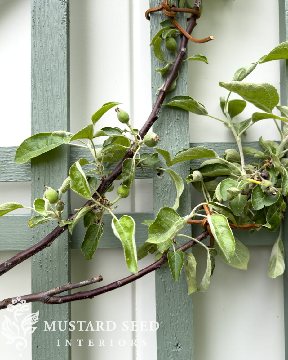 planting espalier trees in terra cotta pots | miss mustard seed