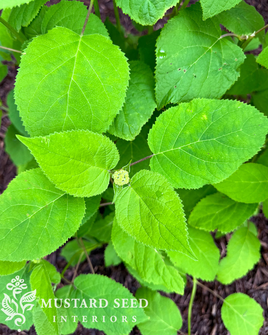annabelle hydrangeas | miss mustard seed