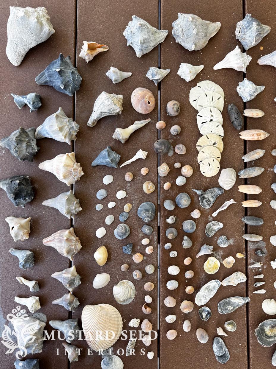 Shells collected at Isle of Palms 2026 | miss mustard seed