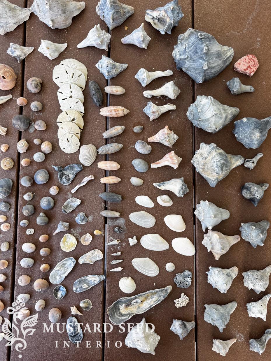 Shells collected at Isle of Palms 2026 | miss mustard seed