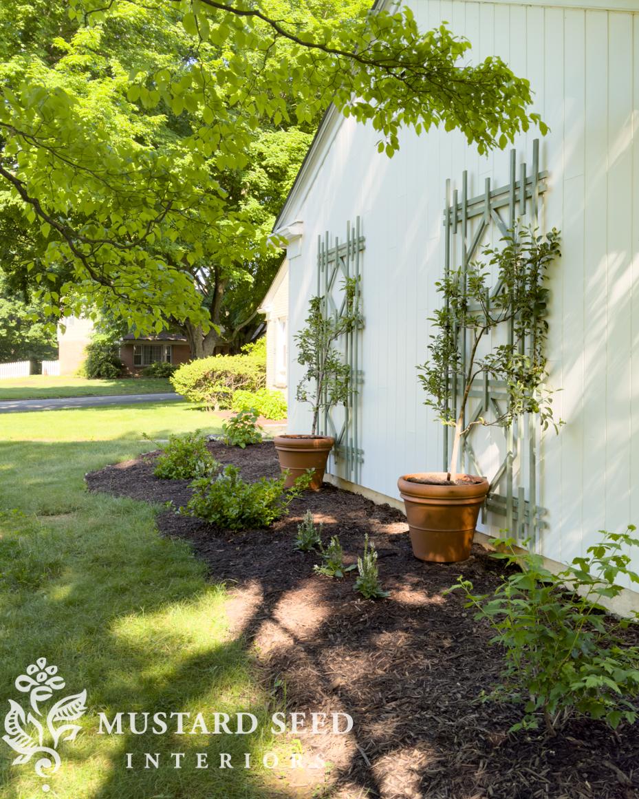 espalier apple tree update | miss mustard seed