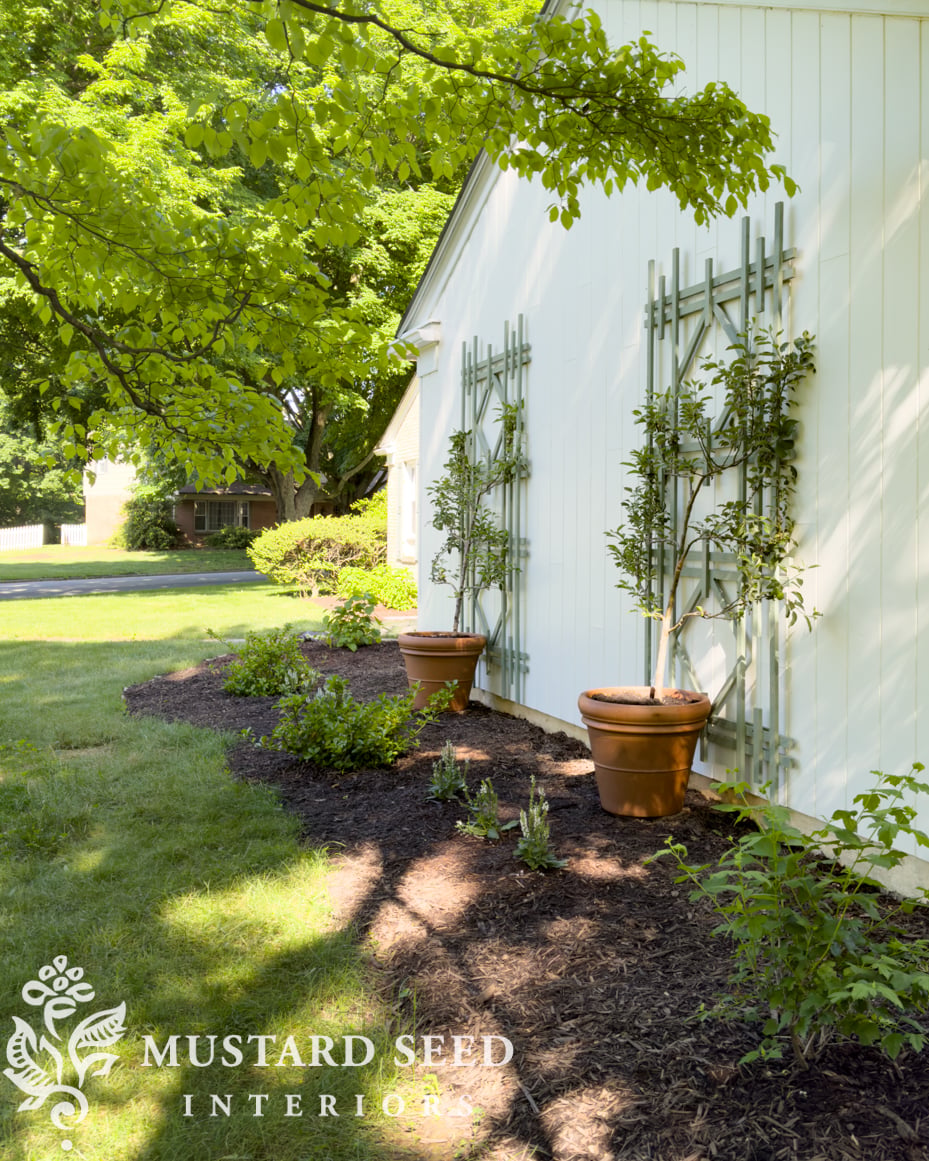 planting espalier trees in terra cotta pots | miss mustard seed