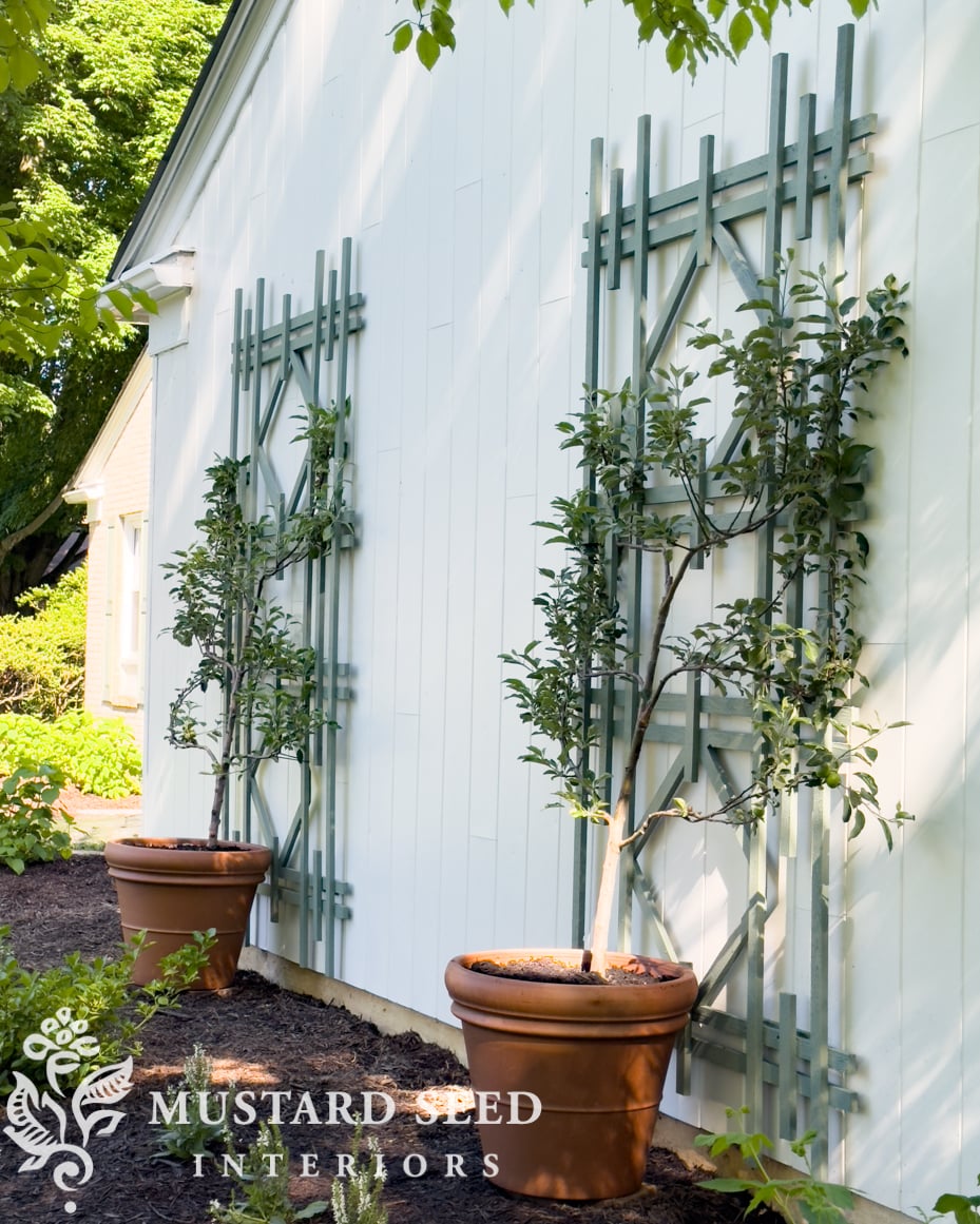 planting espalier trees in terra cotta pots | miss mustard seed