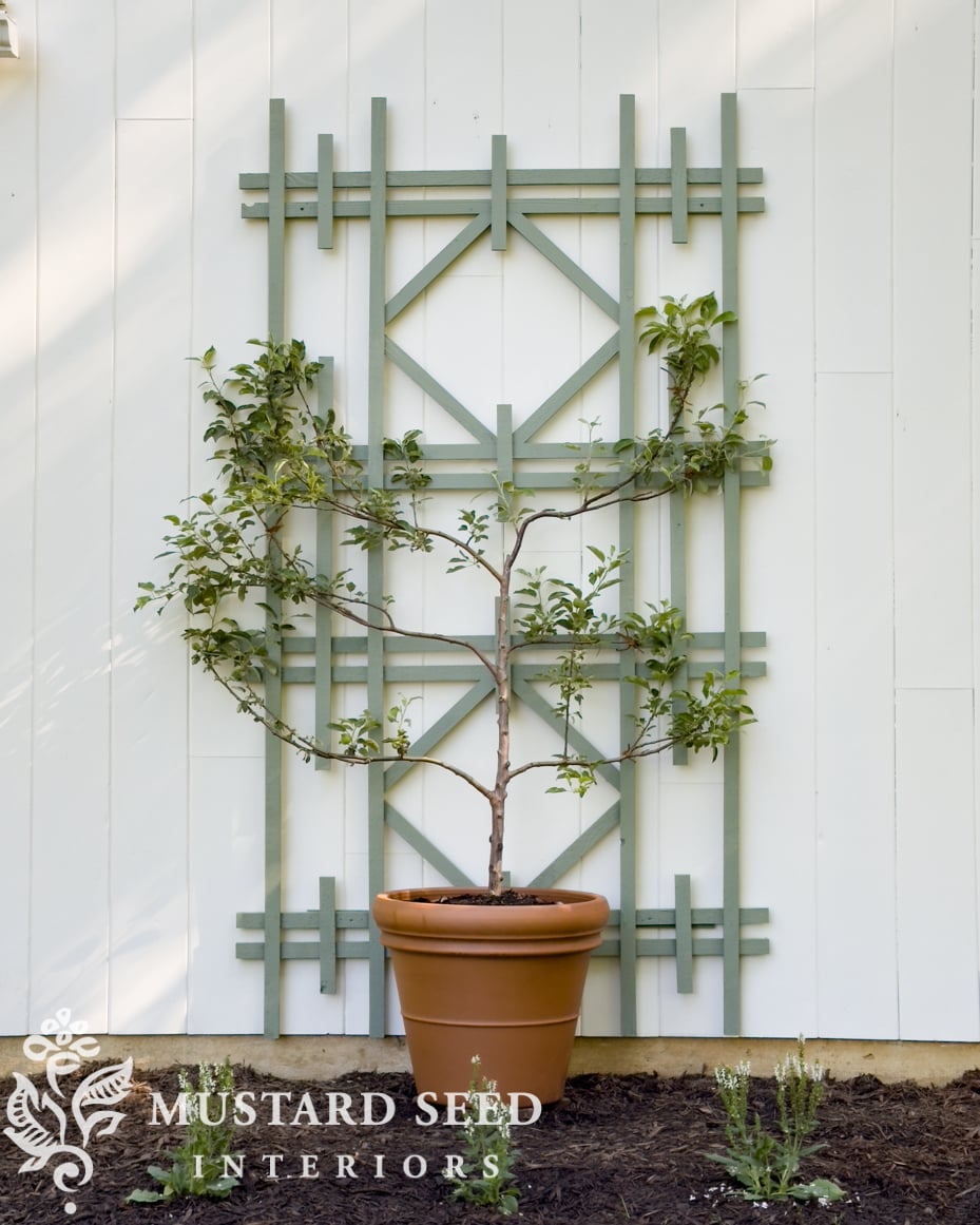 planting espalier trees in terra cotta pots | miss mustard seed