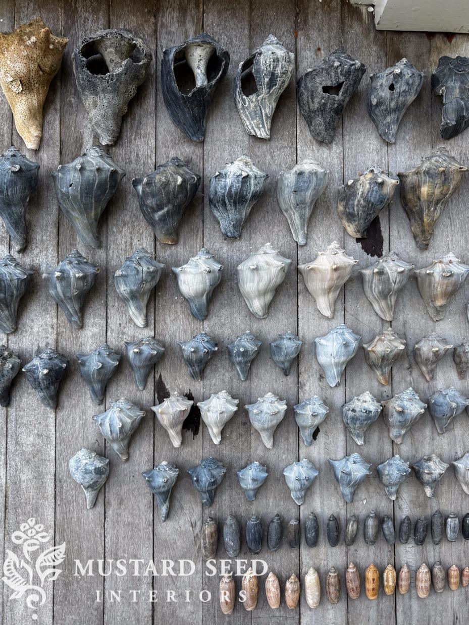 shell collection competition 2026 | Miss Mustard Seed