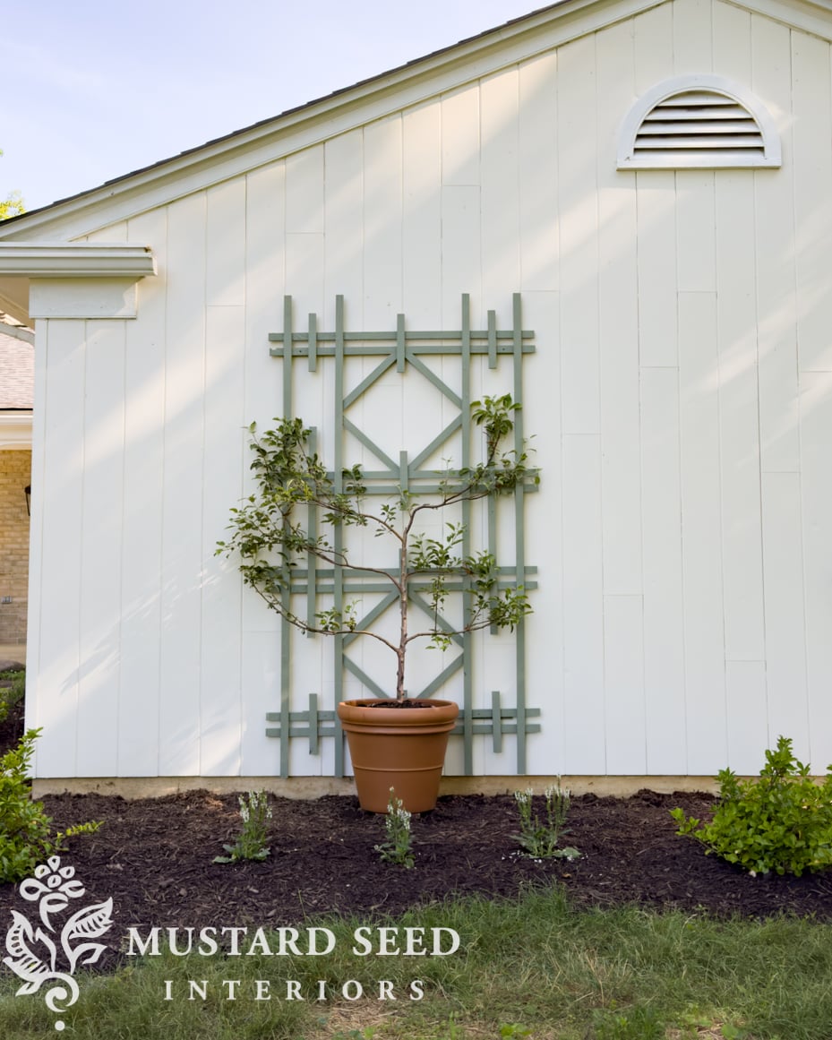 planting espalier trees in terra cotta pots | miss mustard seed