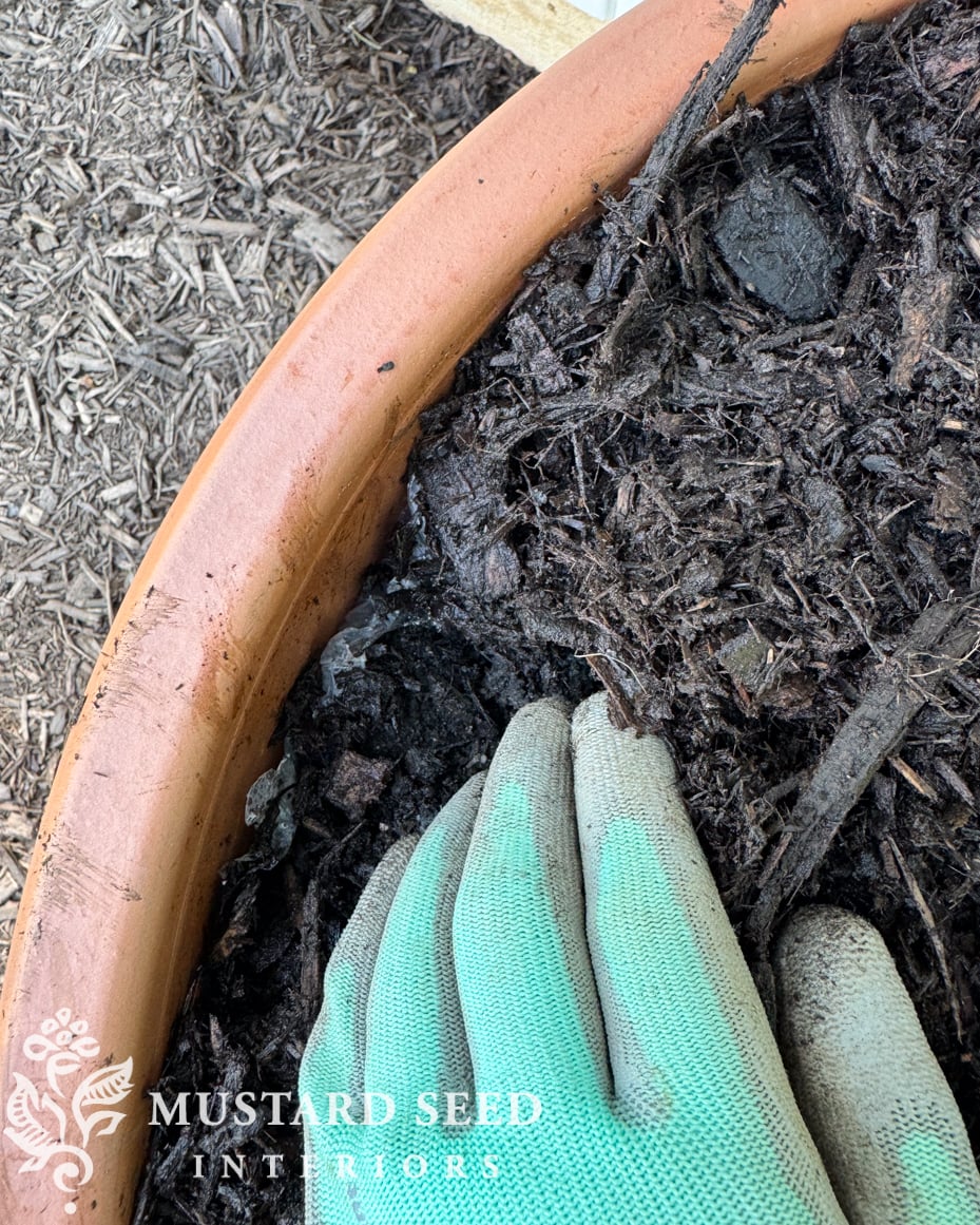 planting espalier trees in terra cotta pots | miss mustard seed