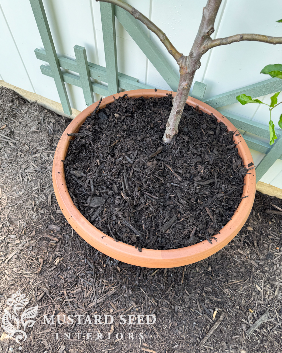 planting espalier trees in terra cotta pots | miss mustard seed