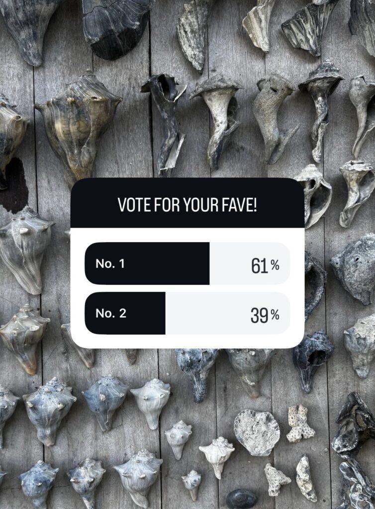 Shells collected at Isle of Palms 2026 | miss mustard seed