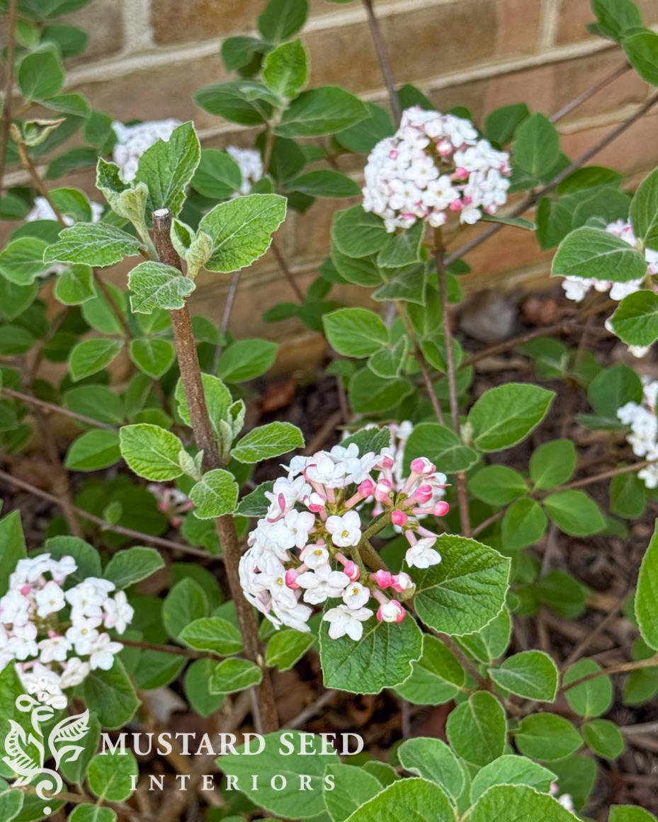 fragrant viburnum | miss mustard seed