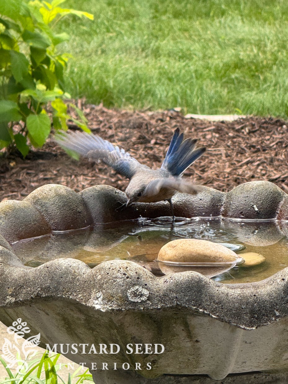 concrete birdbath | miss mustard seed