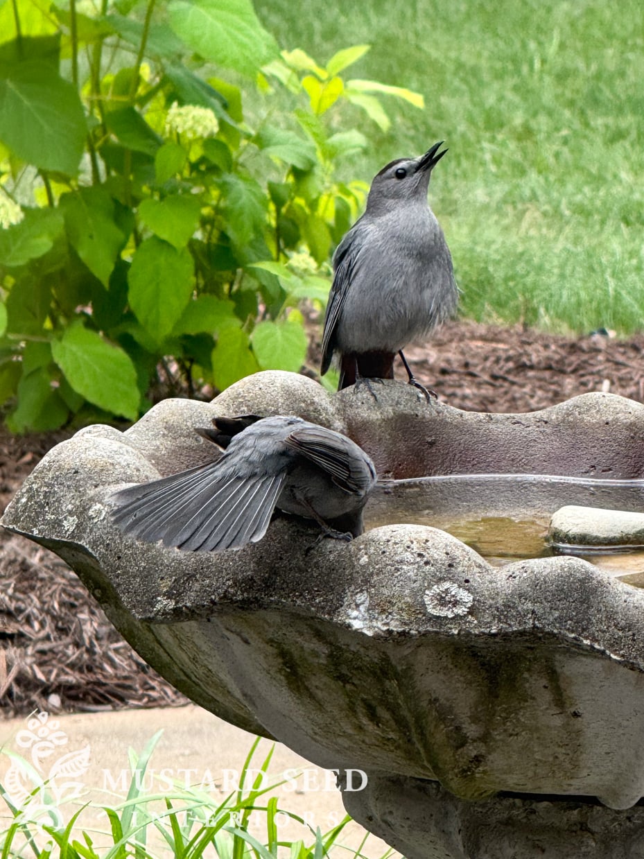 concrete birdbath | miss mustard seed