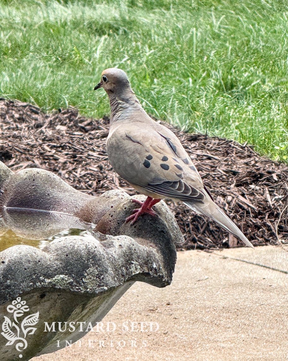 concrete birdbath | miss mustard seed