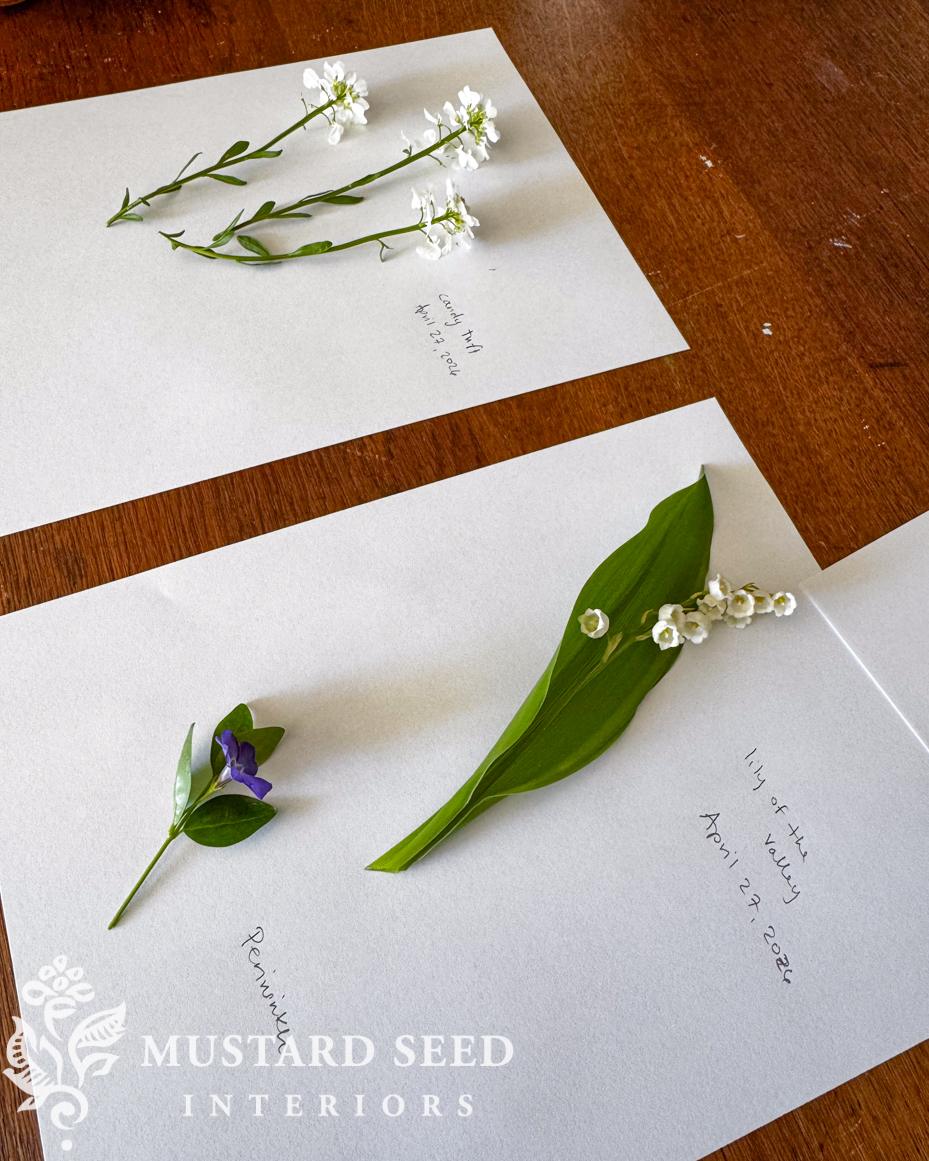 pressing spring cuttings from the garden | miss mustard seed