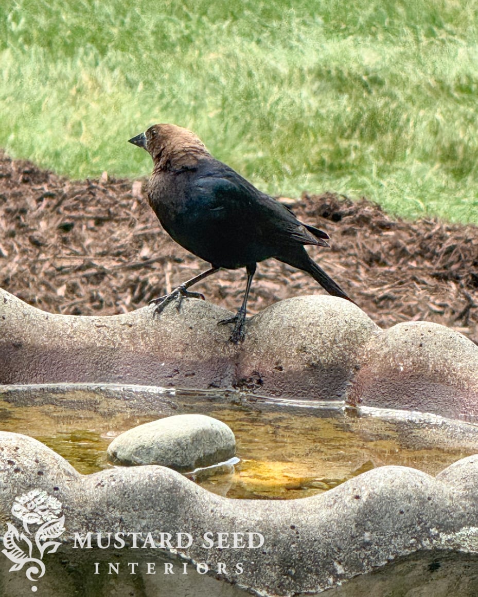 concrete birdbath | miss mustard seed