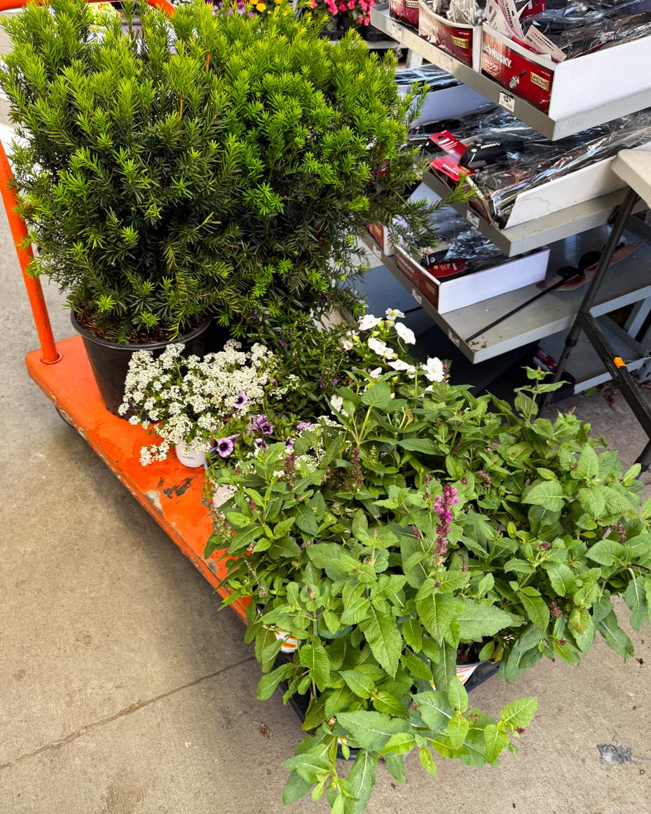 may garden notes | miss mustard seed