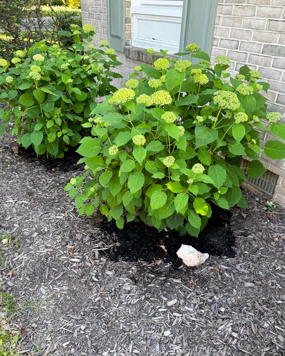 may garden notes | miss mustard seed