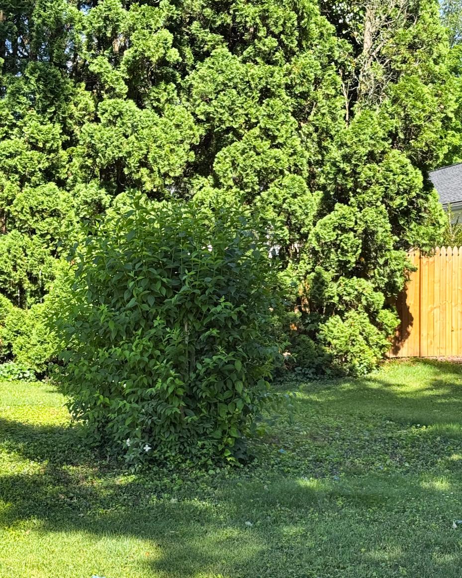 may garden notes | miss mustard seed