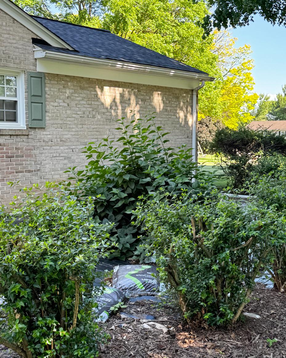 may garden notes | miss mustard seed