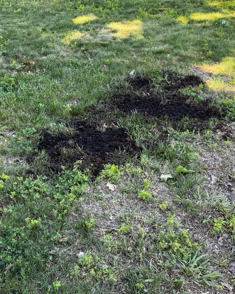may garden notes | miss mustard seed