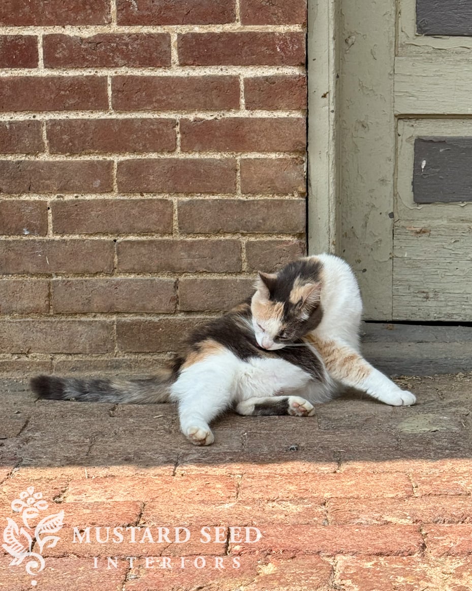 calico cat | miss mustard seed