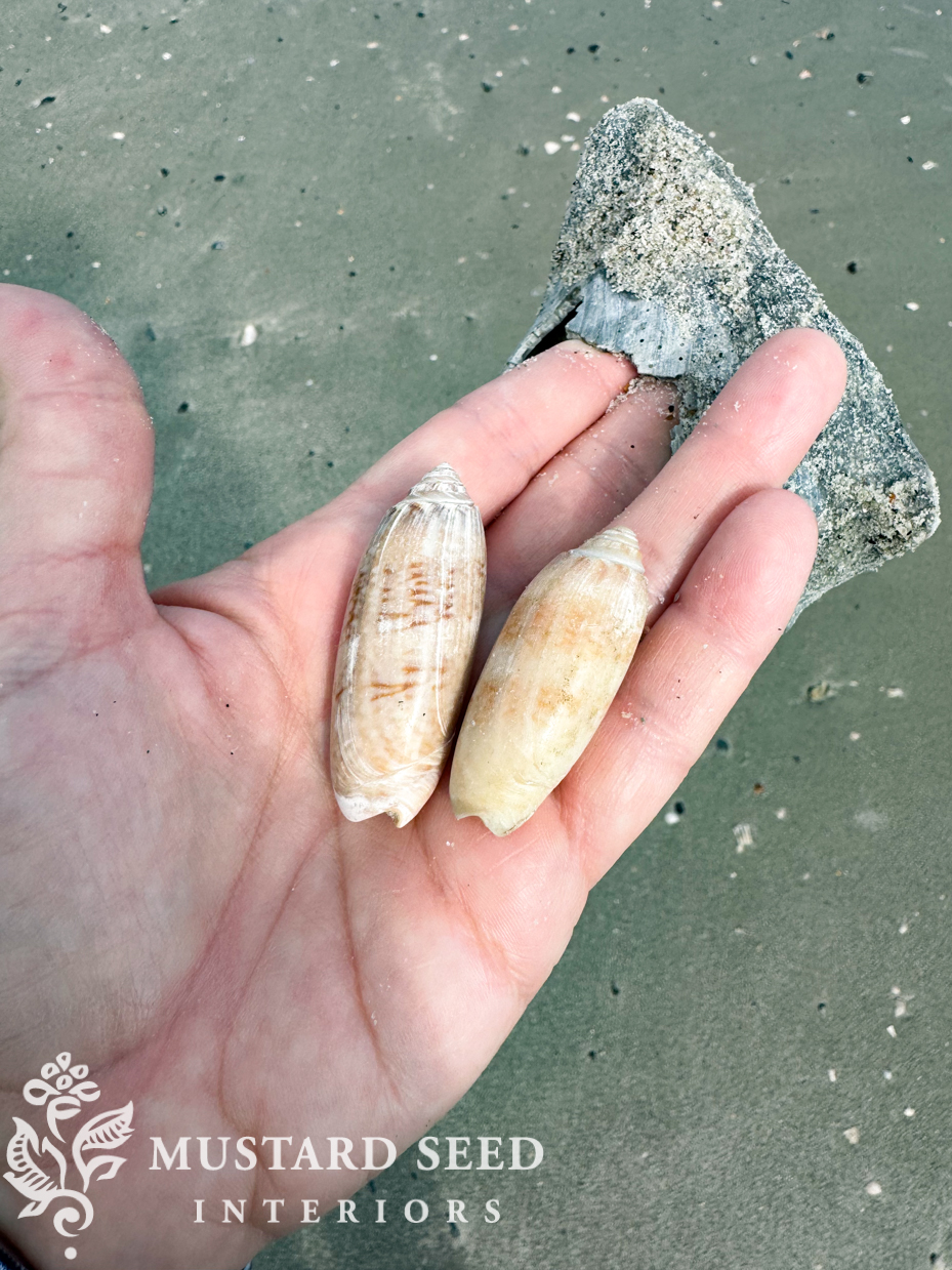 hunting island beach state park shelling | south carolina | miss mustard seed