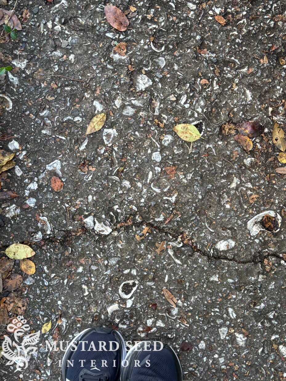 savannah | oyster sidewalks | miss mustard seed