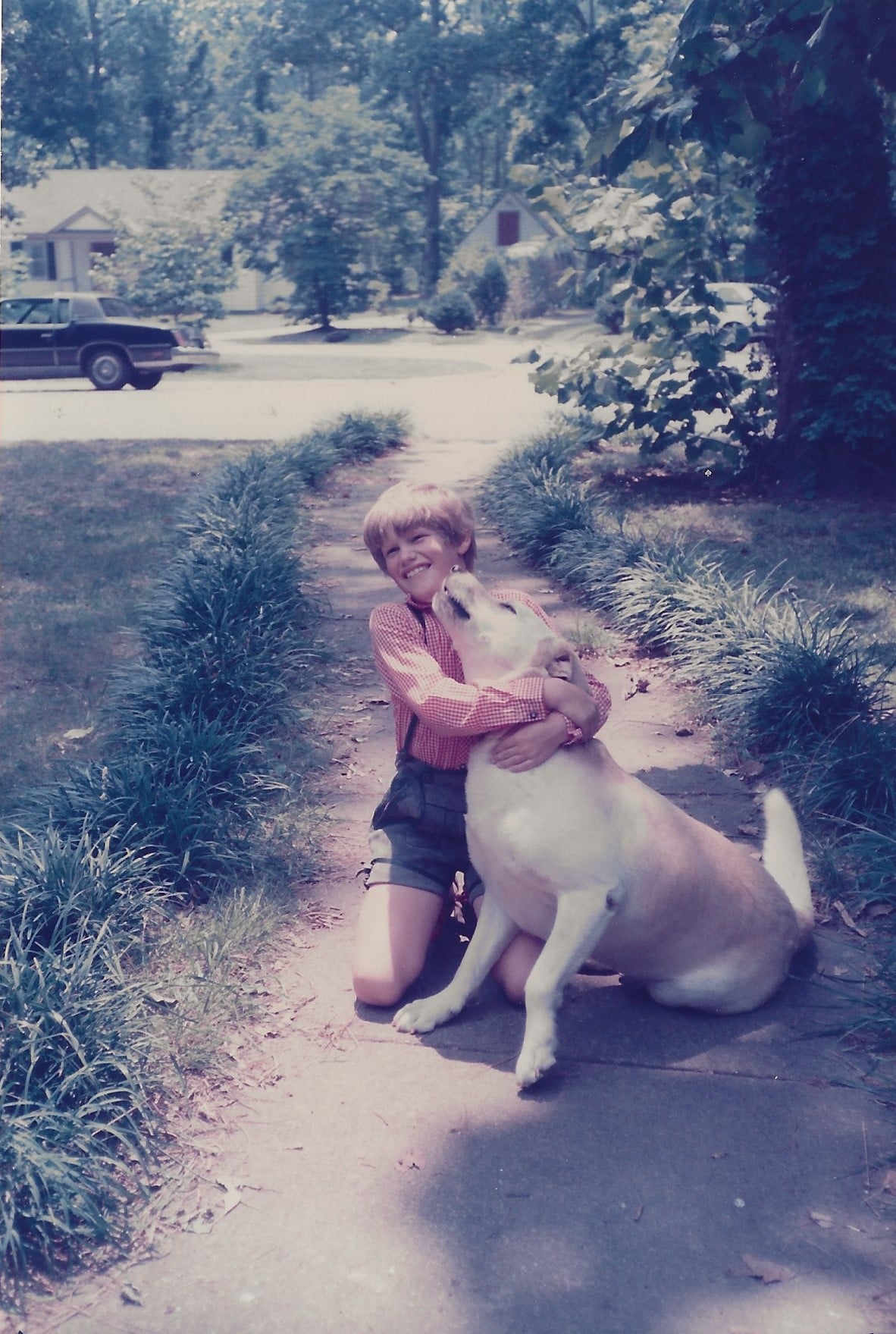 liriope bordering a sidewalk | miss mustard seed