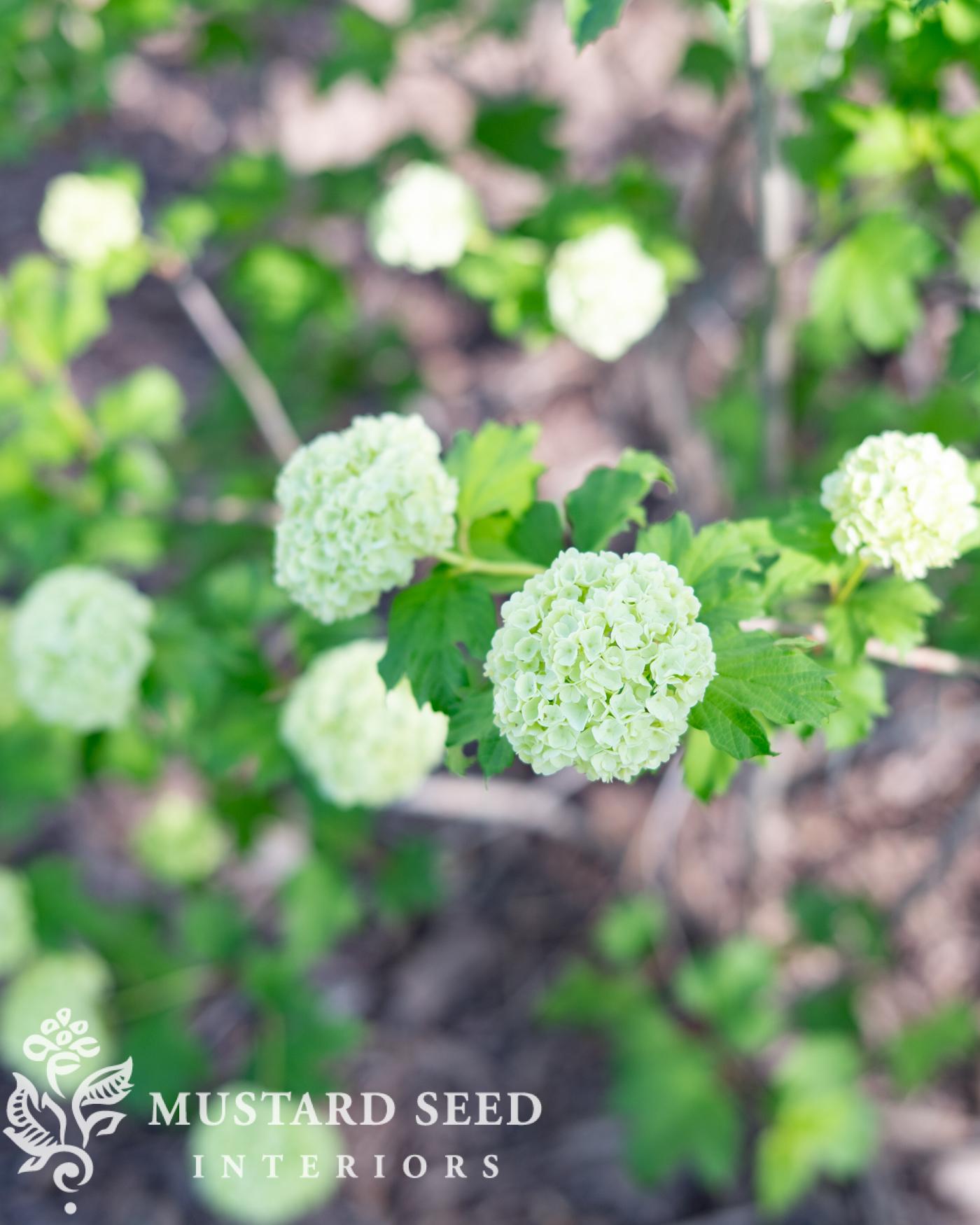 snowball viburnum | miss mustard seed