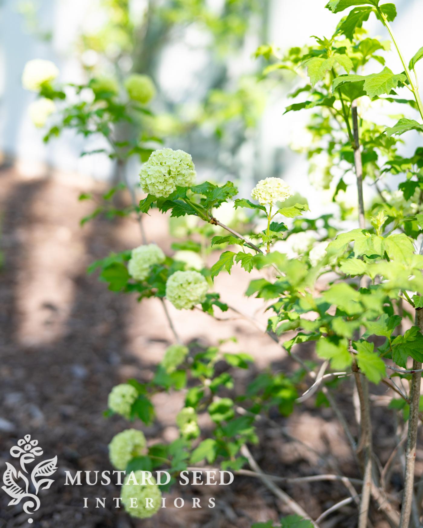 snowball viburnum | miss mustard seed