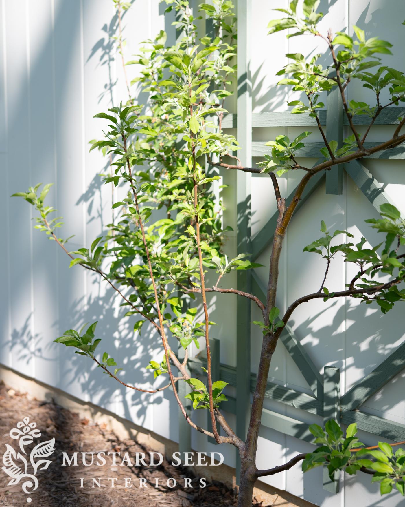 espalier apple tree | miss mustard seed