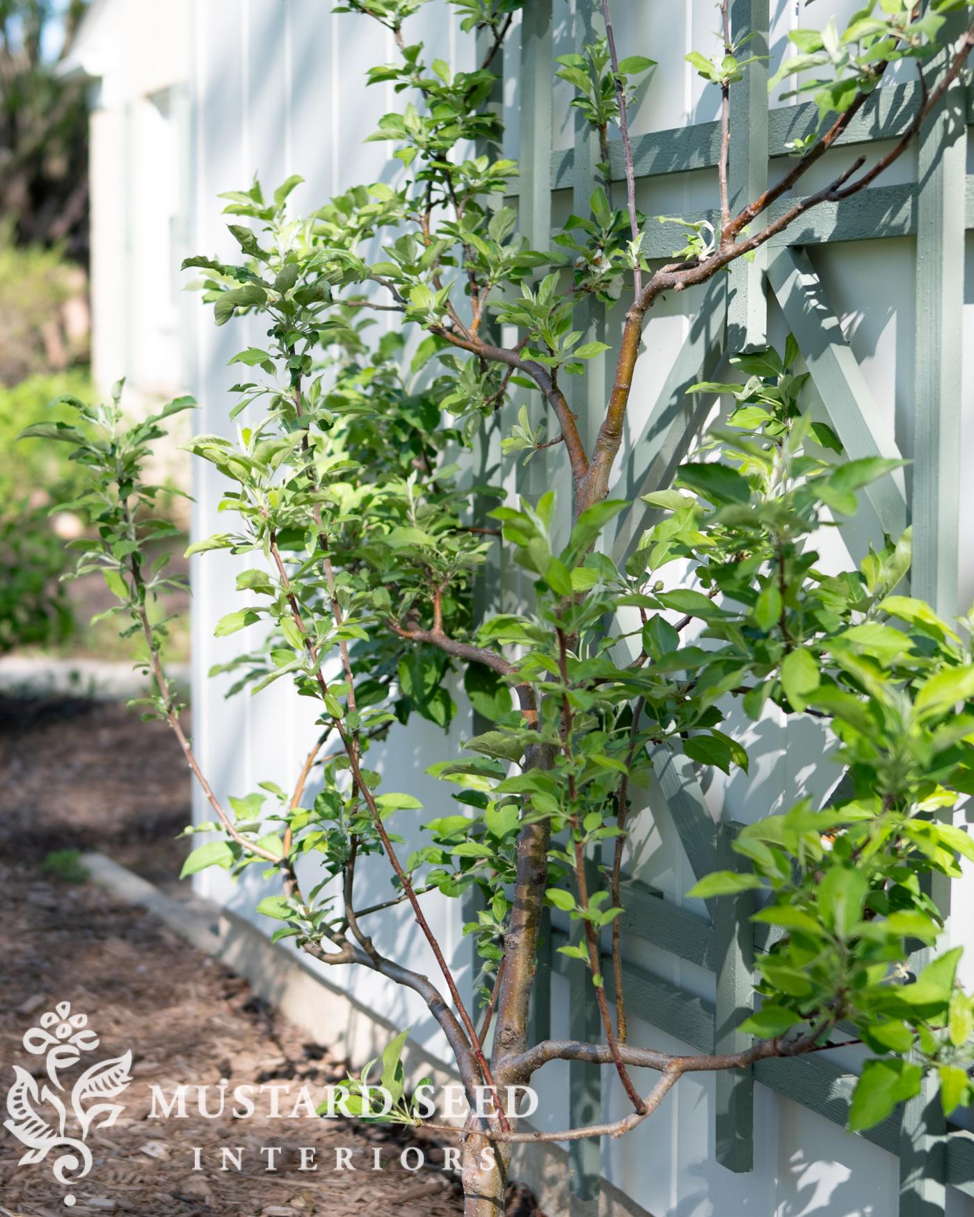 espalier apple tree | miss mustard seed