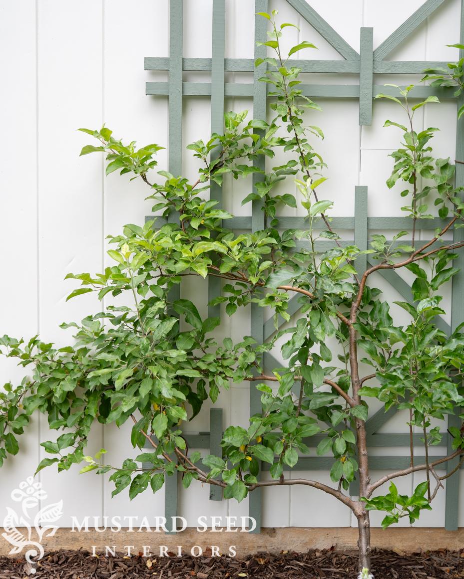 may garden notes | miss mustard seed