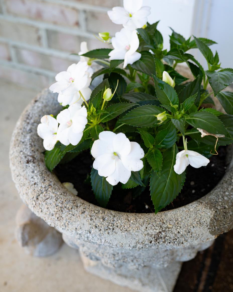 may garden notes | miss mustard seed
