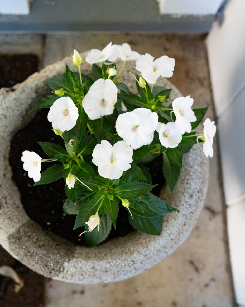 may garden notes | miss mustard seed