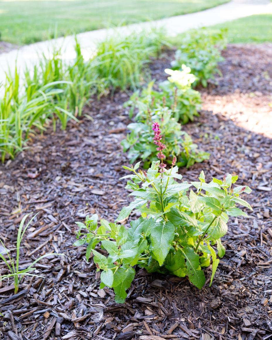 may garden notes | miss mustard seed