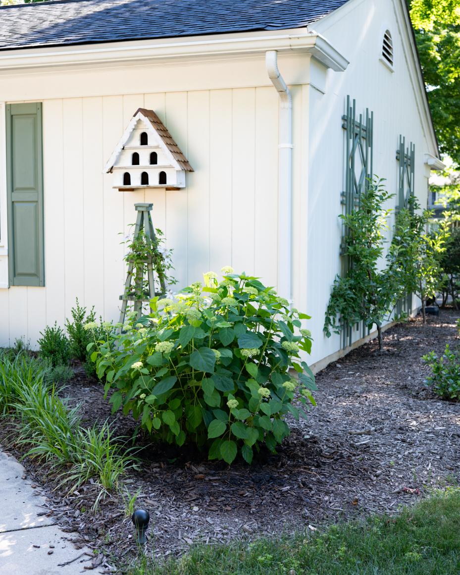 may garden notes | miss mustard seed