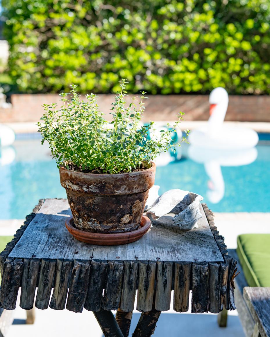 may garden notes | miss mustard seed