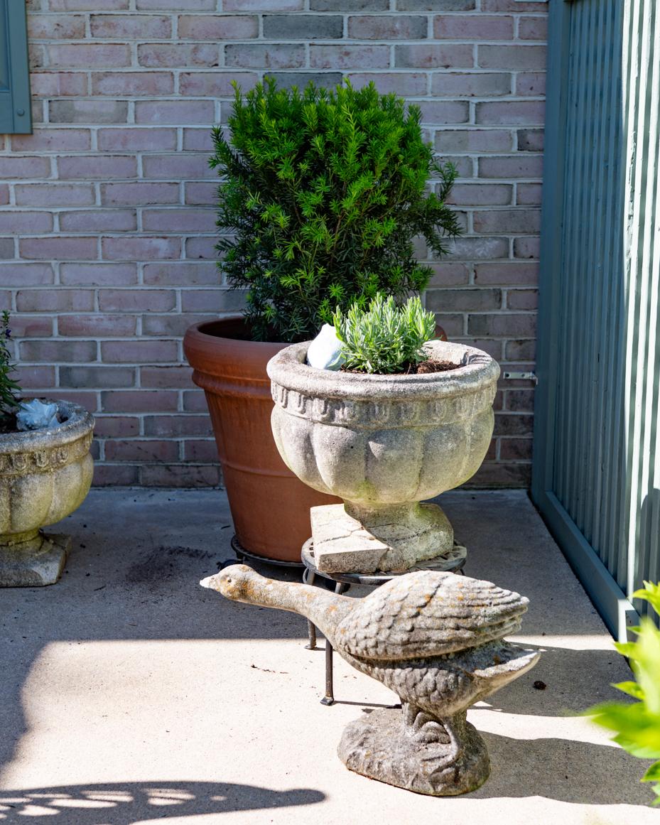 may garden notes | miss mustard seed