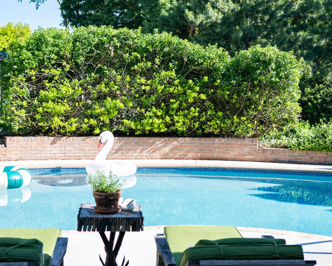 may garden notes | miss mustard seed