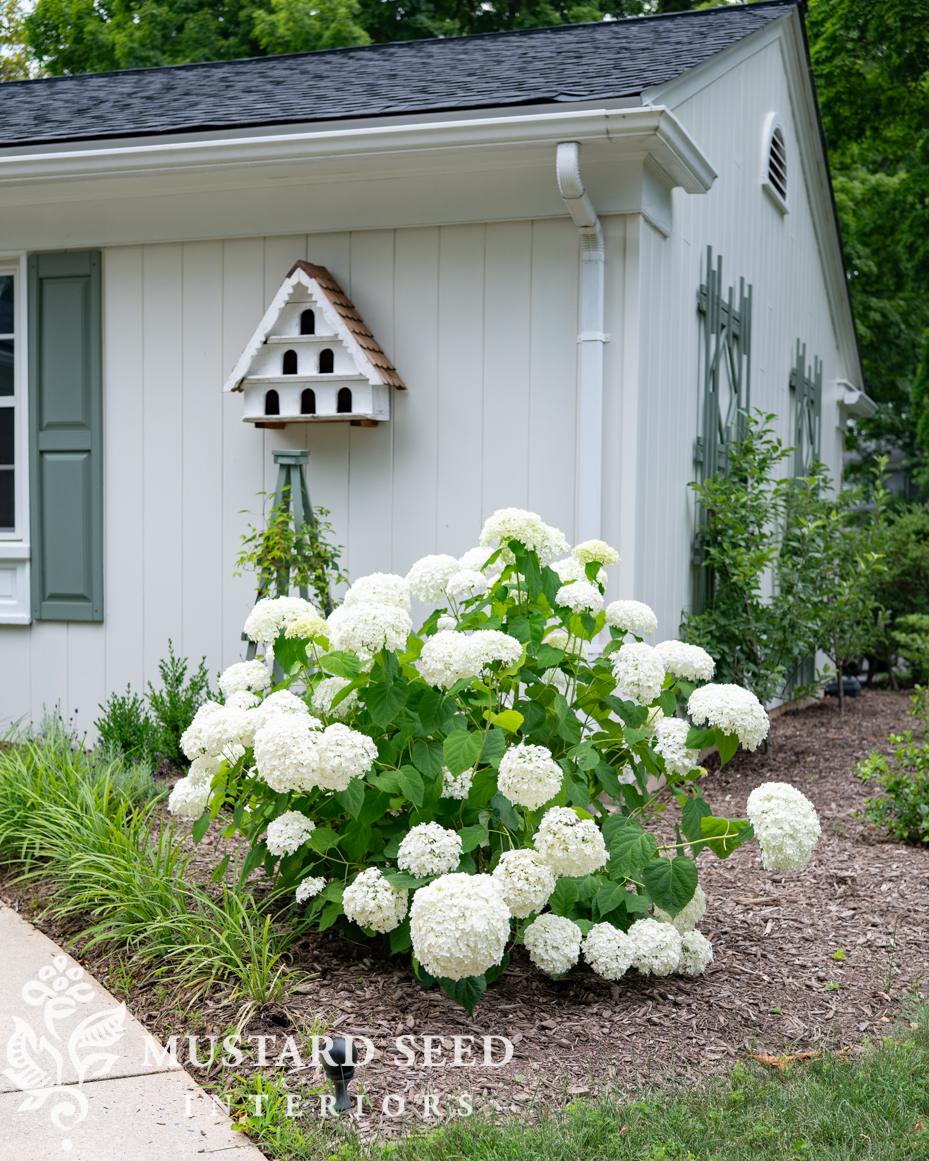 annabelle hydrangea update | miss mustard seed