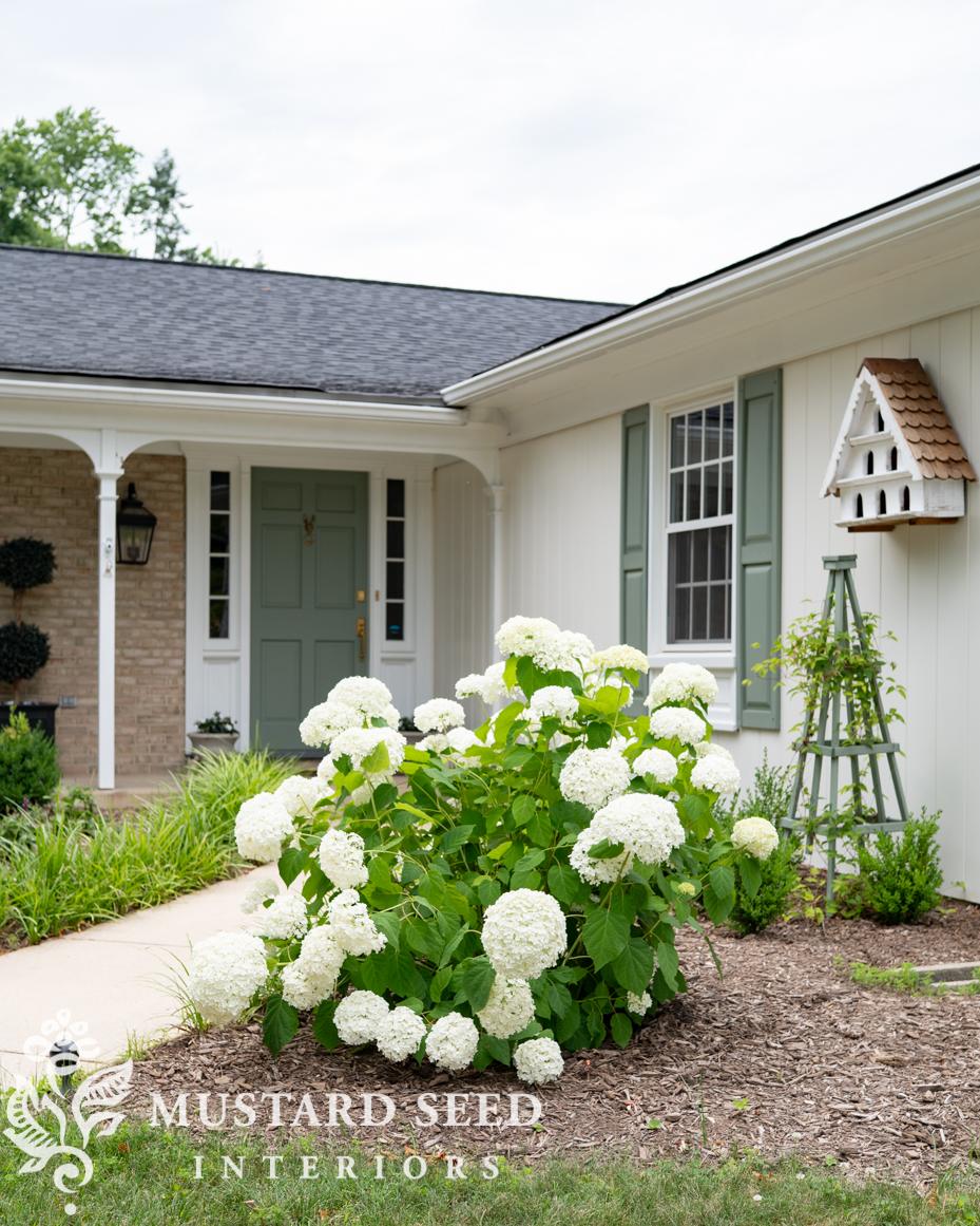 annabelle hydrangea update | miss mustard seed