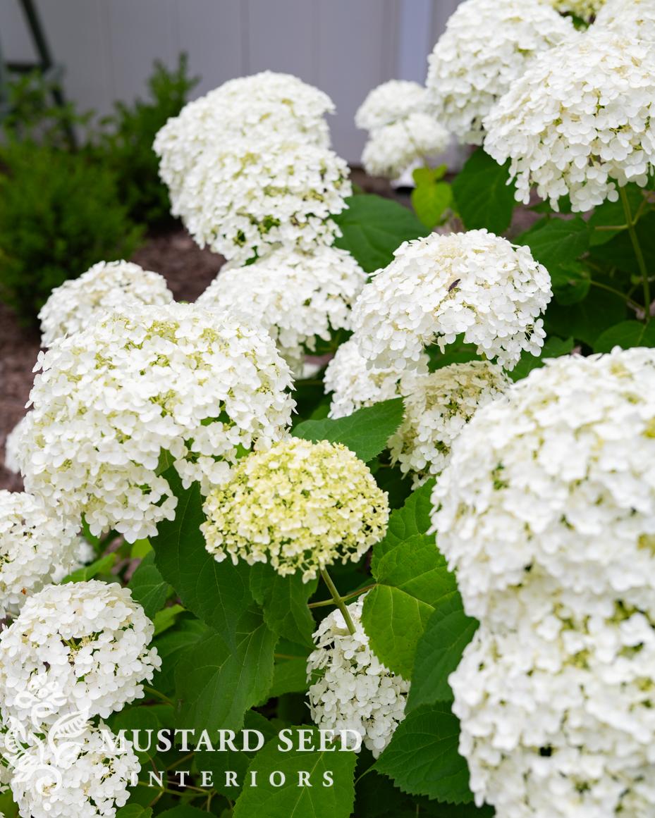 annabelle hydrangea update | miss mustard seed