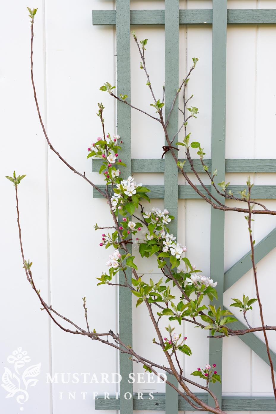 espalier apple tree | miss mustard seed