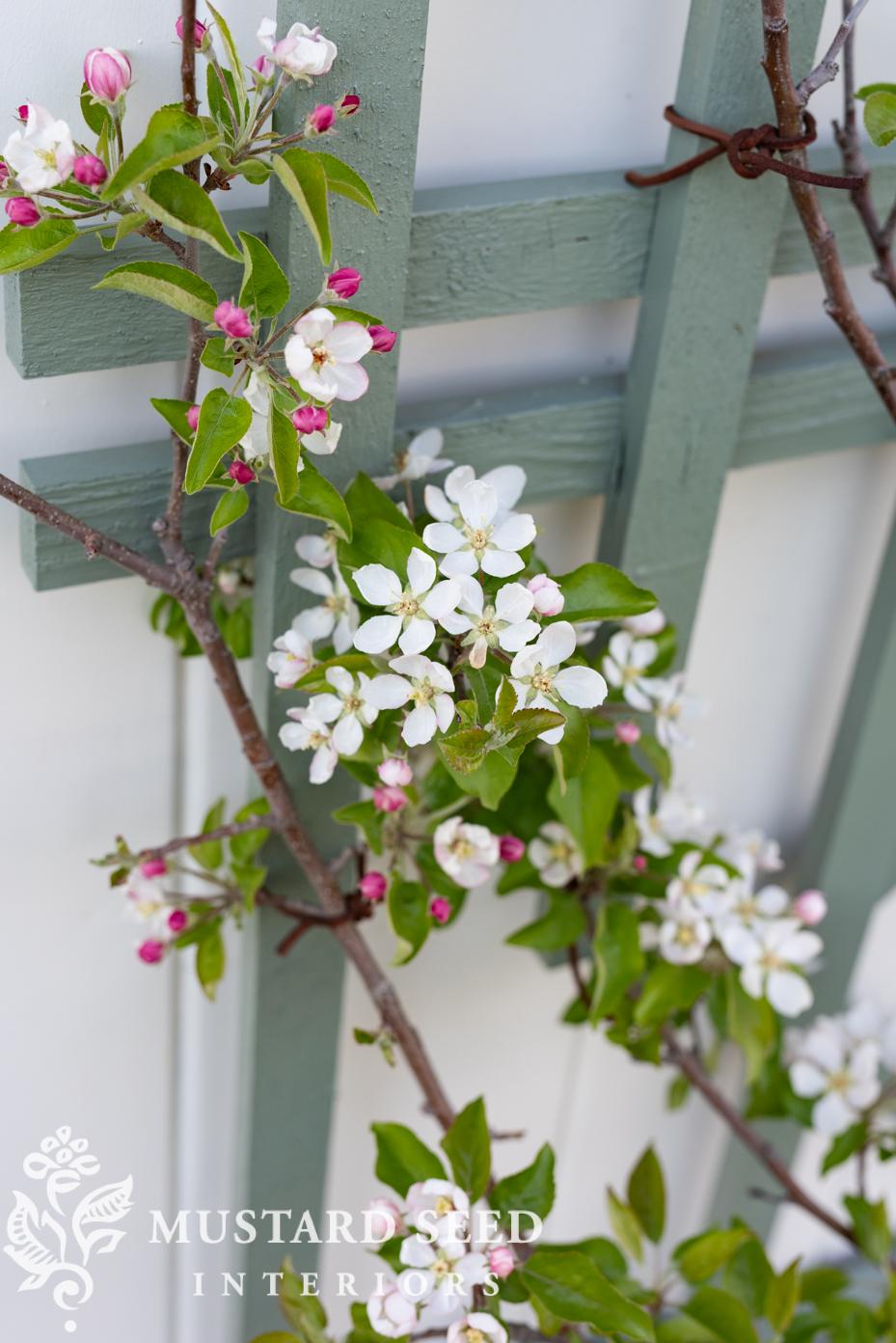 espalier apple tree | miss mustard seed